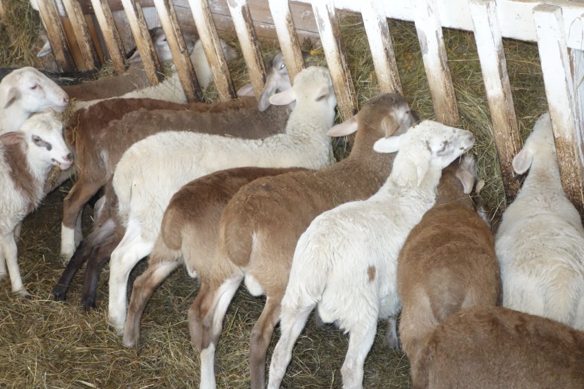 Lambs of the Katum breed