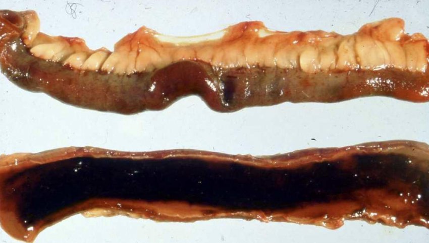 Sheep intestine with hemorrhagic enteritis
