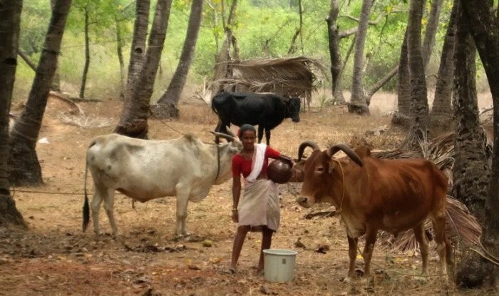 ゼブはインドで伝統的に牛乳用に飼育されています。