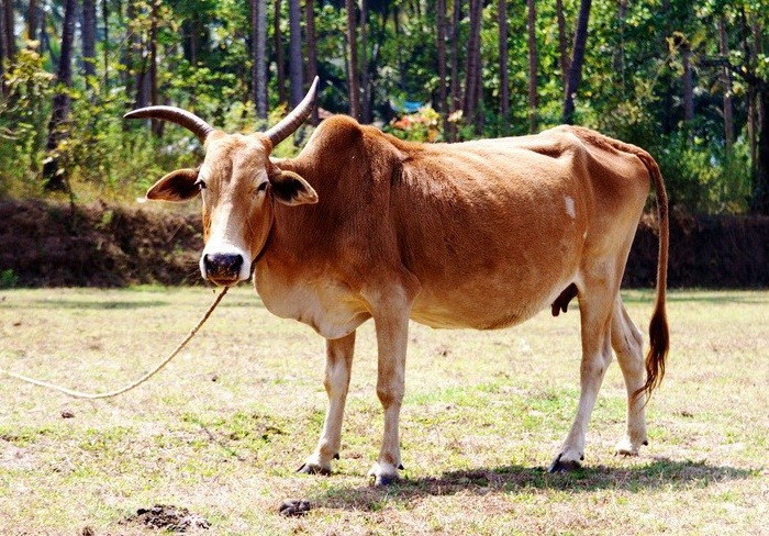 It's easier for a zebu to pick up a pasture