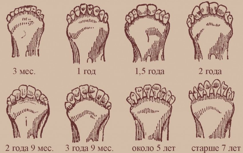 How sheep teeth change with age