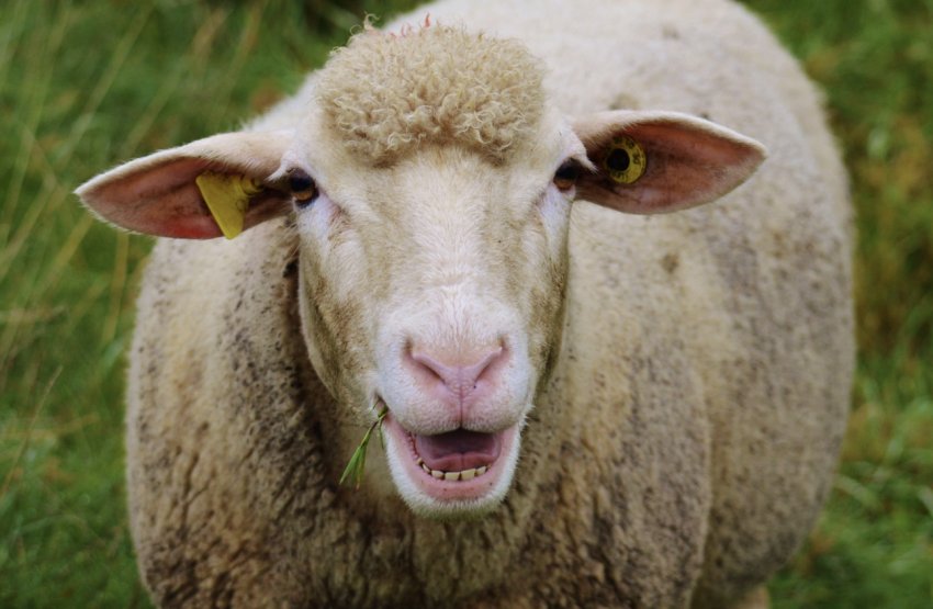 How to determine the age of a sheep by teeth