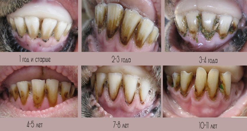 Sheep teeth condition by year