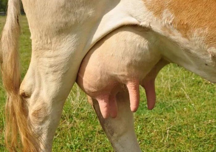 Po podojení kravy je potrebné dezinfikovať vemeno.