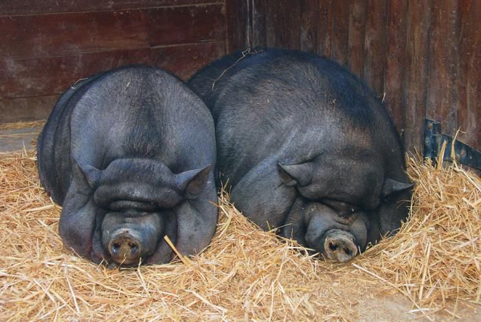 Paar koreanische Schweine vor der Paarung