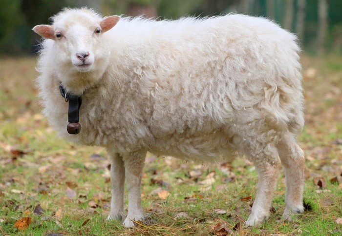 ovelha pigmeu adulta