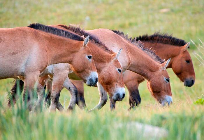 Los caballos de Przewalski