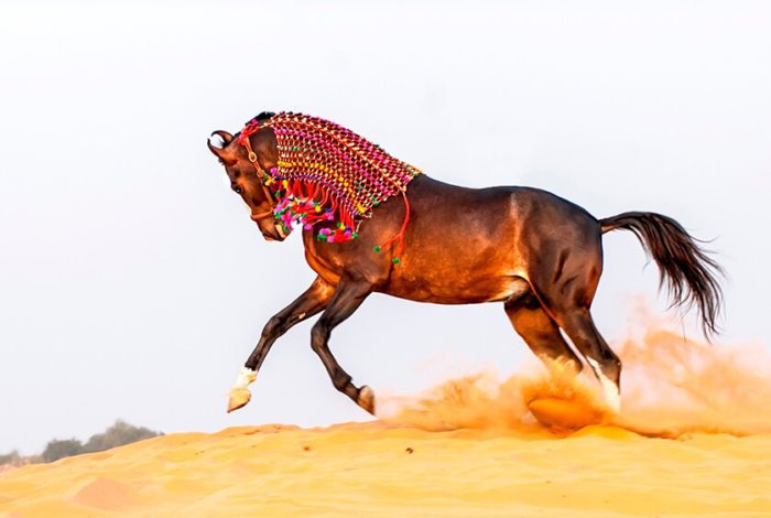 Raça de cavalo Marwar