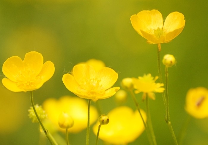 Feeding caustic buttercup is contraindicated