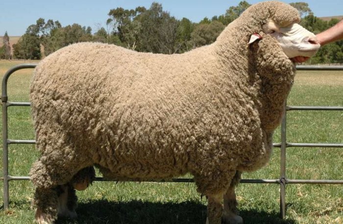 Sheep breed Soviet Merino
