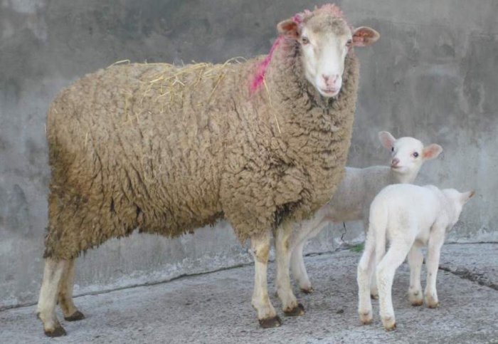 Askani breed of sheep