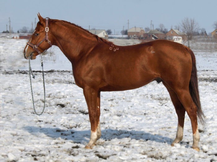 Budyonnovsky stallion