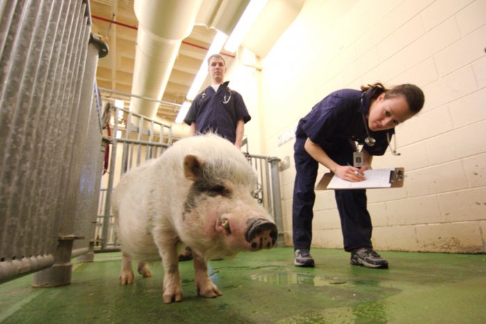 Veterinarian examining a pig