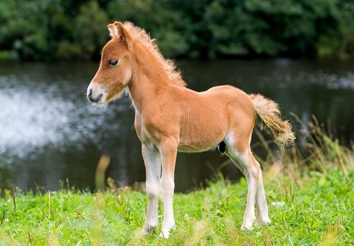 Miniature horse breed Falabella