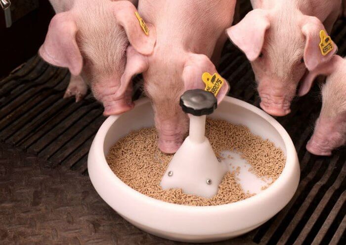 Feeding piglets