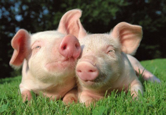 replacement piglets