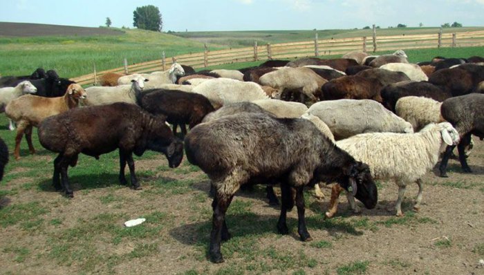 Fettsvansade får är inte krävande för villkoren för internering