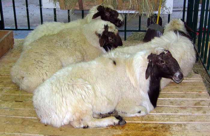 Kalmückische Schafe