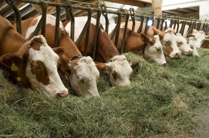 Feeding cattle with hay