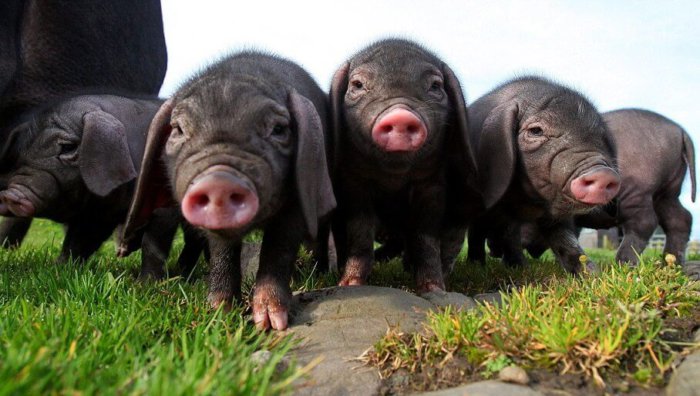 Meishan mini domuzları