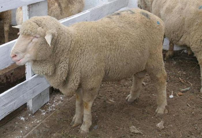 Sheep before mating