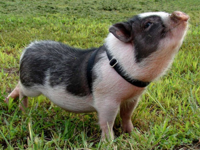 Wiesenau-varkens