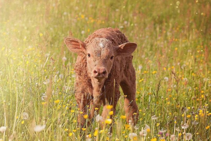 Anak sapi di padang rumput