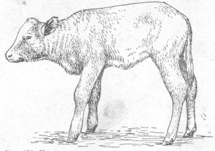 Paratyphoid calf