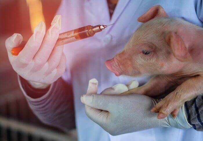 Piglet vaccination