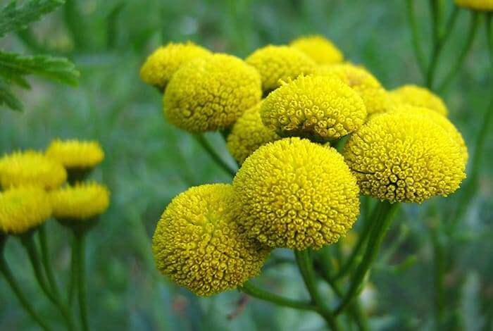 Tansy is effective against worms