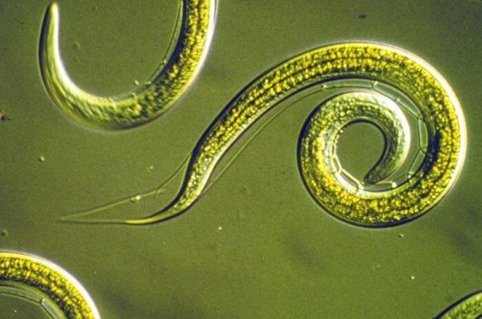 parasit nematod