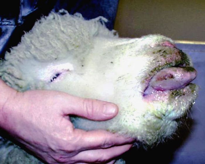 Síntomas de la viruela en ovejas.