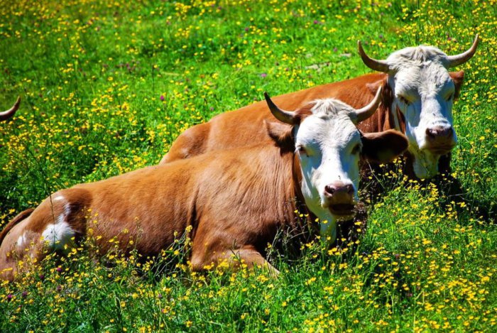 A sipoly felszerelése előtt a tehénnek egészségesnek kell lennie
