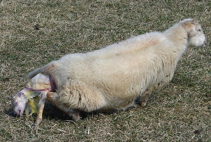 lampaiden karitsaaminen