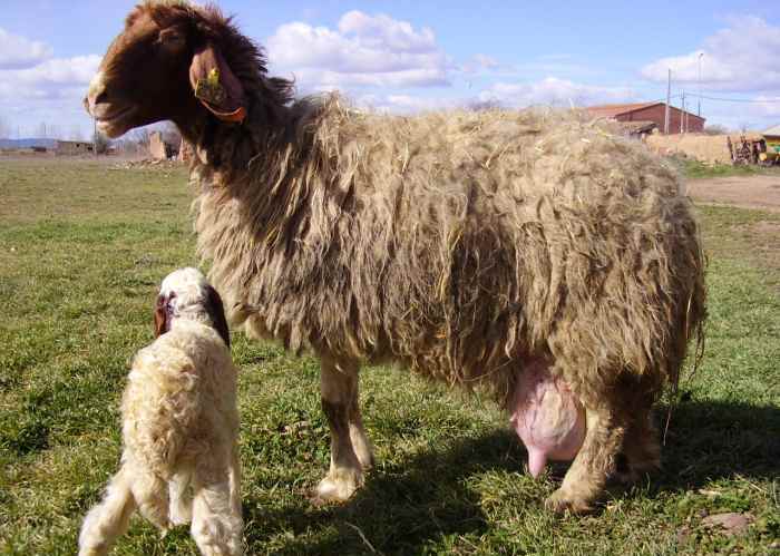 Inchaço do úbere em uma ovelha após o parto