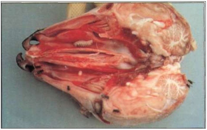 Parasitic larvae in the body of a sheep