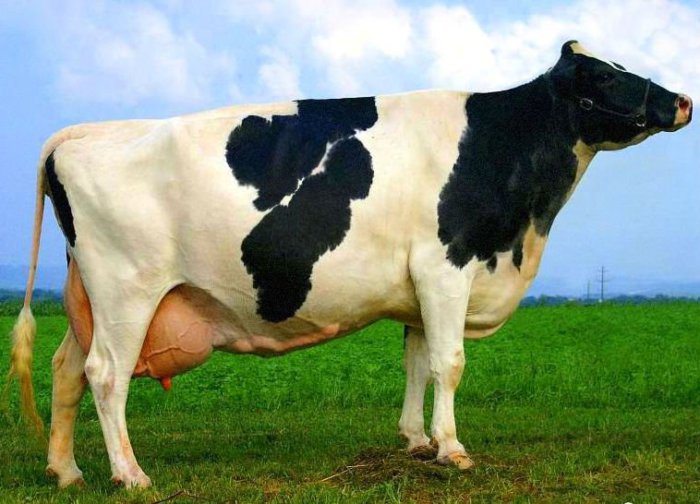 Calf cow