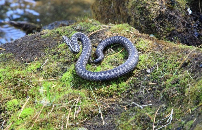 A kígyók kövekkel borított legelőkön találhatók