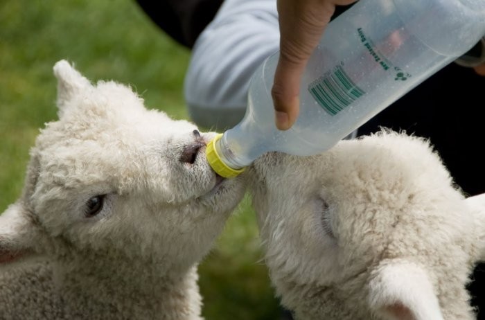 Formula feeding the lamb