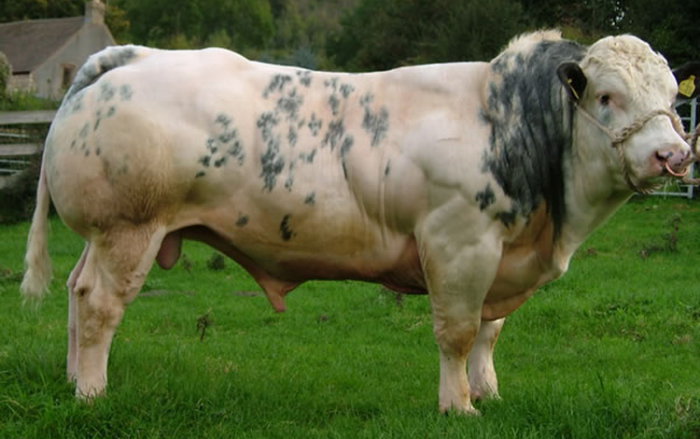 Belgian blue bull in the pasture