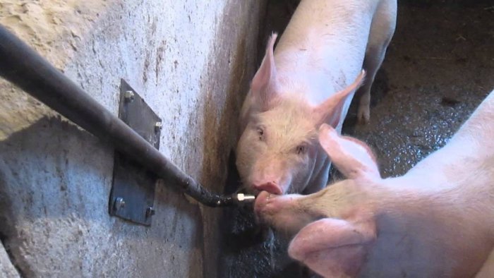Homemade drinker for piglets from a pipe