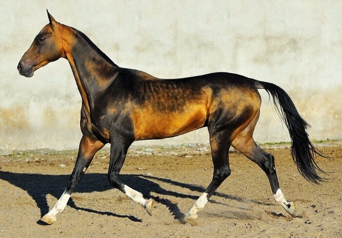 The appearance of the Akhal-Teke