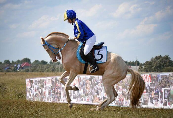 A raça é utilizada no esporte equestre