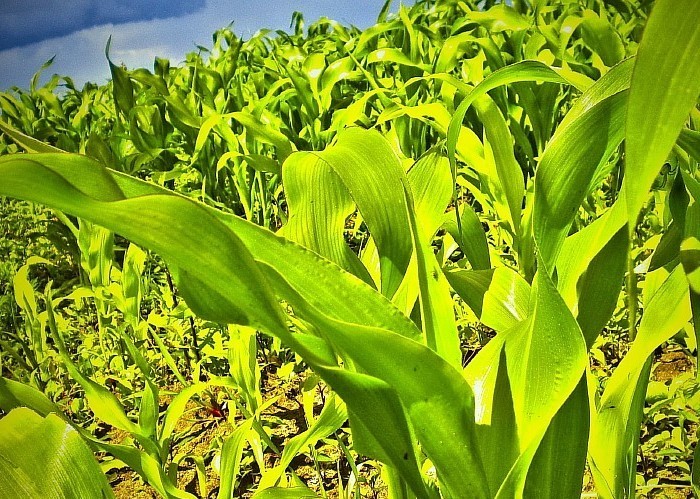 zelené stonky kukurice