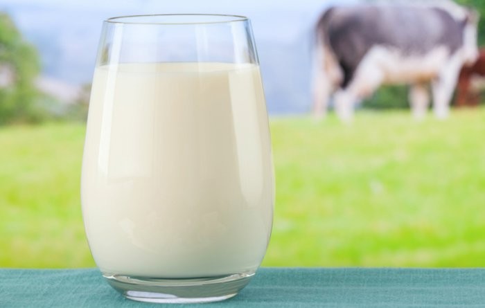 Ebbe a fajtába tartozó tehén zsíros teje