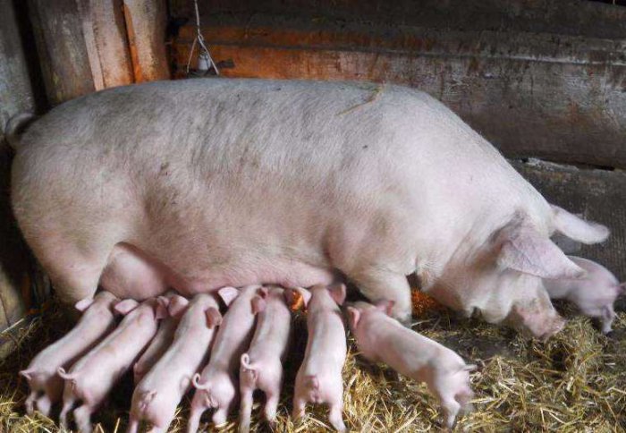 The interval between farrowing can be minimal