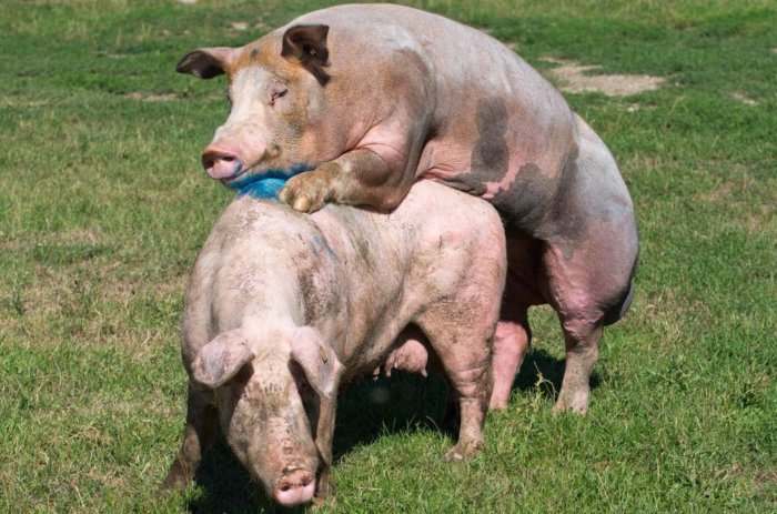 Pig mating method