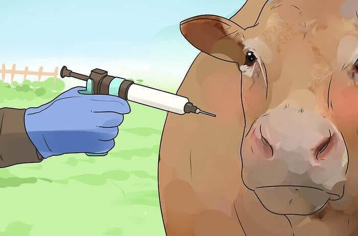 牛の予防接種
