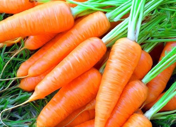 Les carottes peuvent être données de 15 à 17 jours