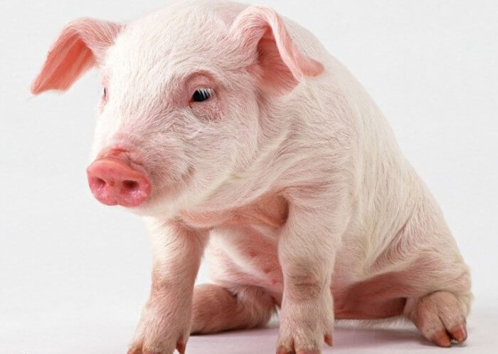 Mengurangkan selera makan babi